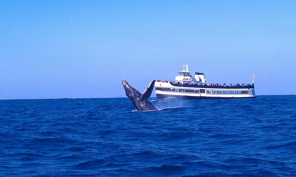 ein Wal, der als Boot aus dem Wasser springt