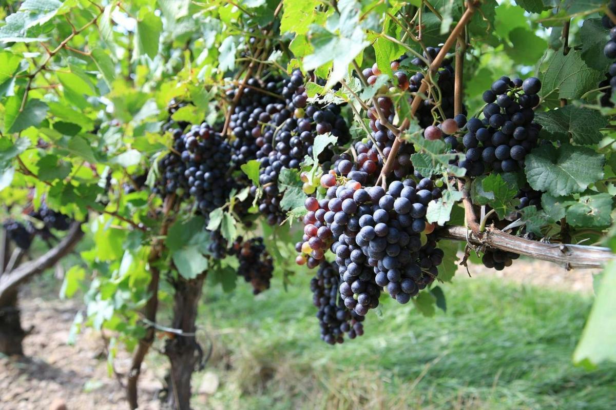 a bunch of black grapes hanging from a tree