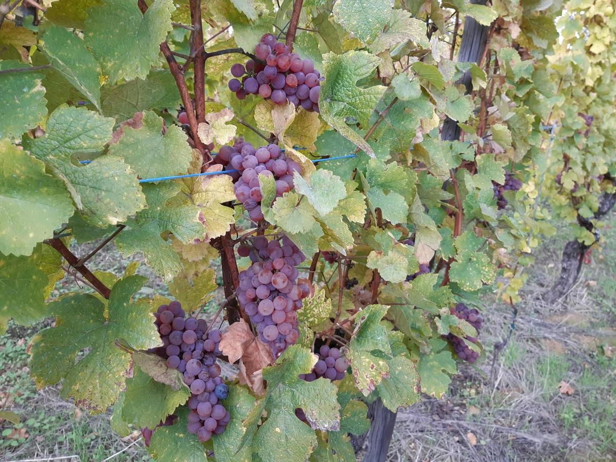 a bunch of grapes growing on a vine