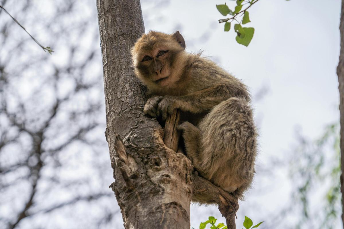 um macaco sentado no topo de uma árvore