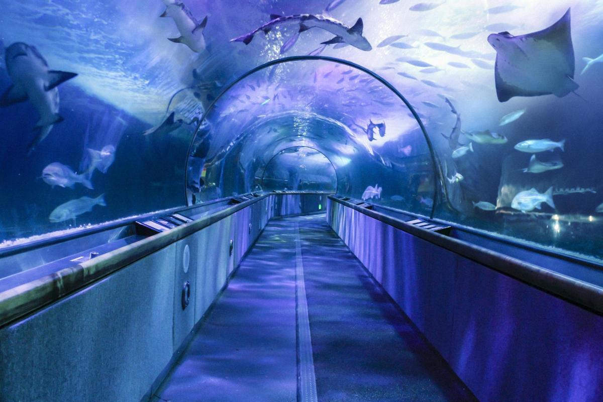 un couloir dans un aquarium avec une grande quantité de poissons