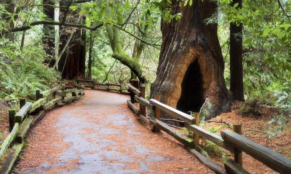 jalan melalui hutan dengan pokok dan pagar