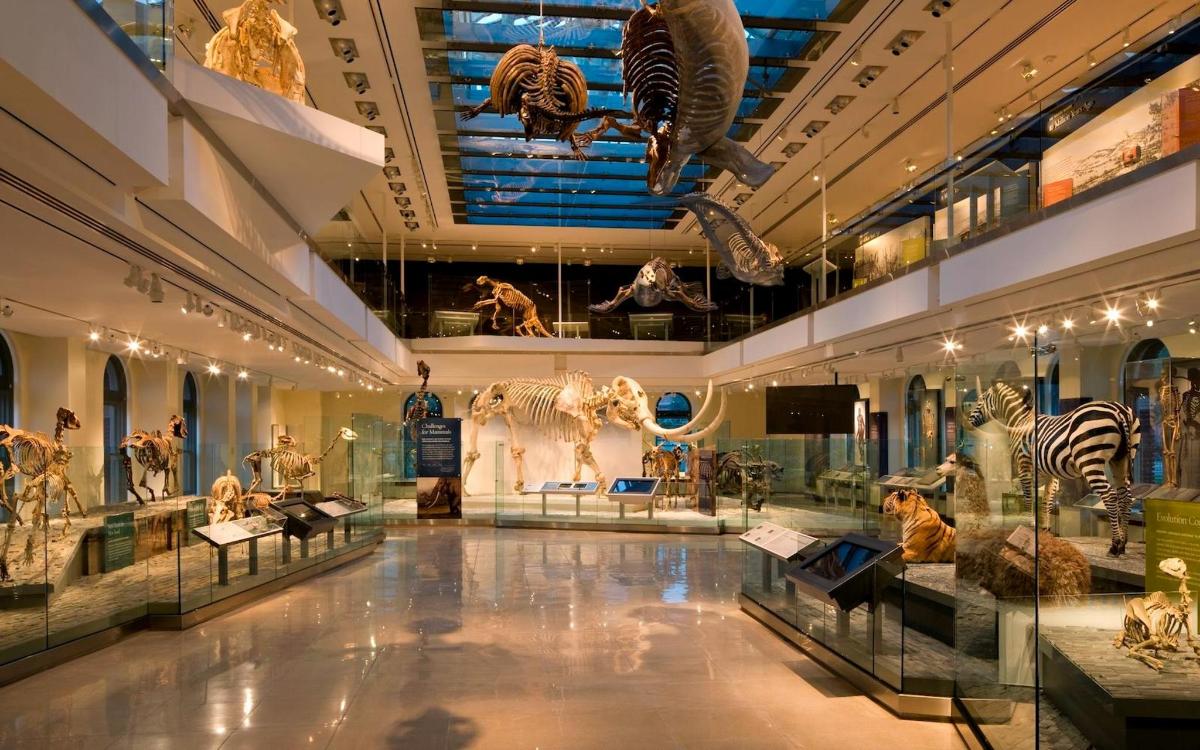 a museum with many dinosaur fossils on display