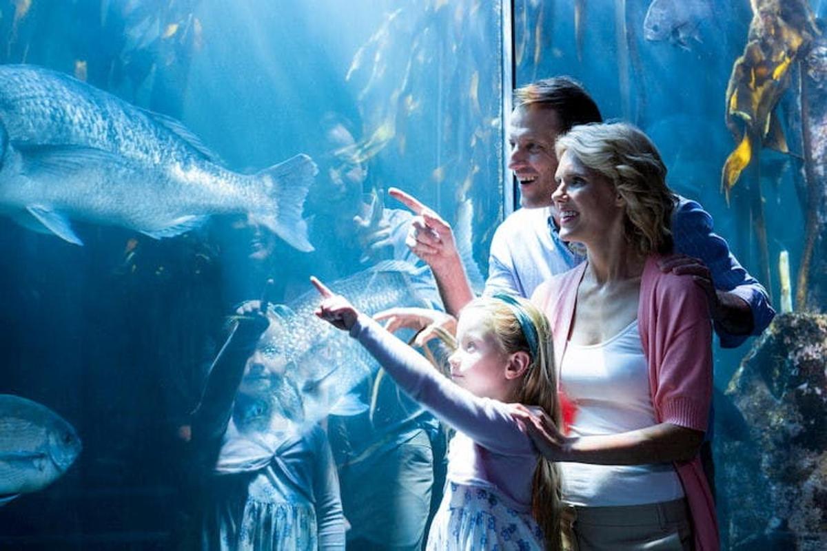 una família mirant peixos en un aquari
