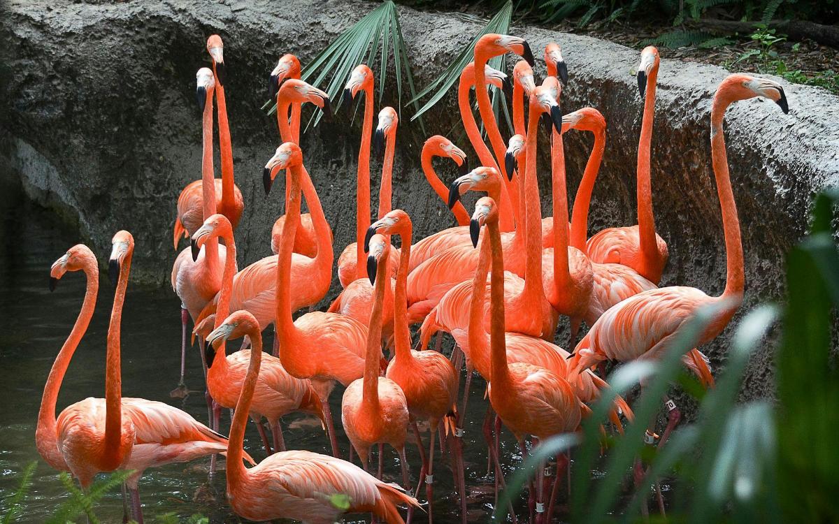 un grup de flamencs drets a l'aigua