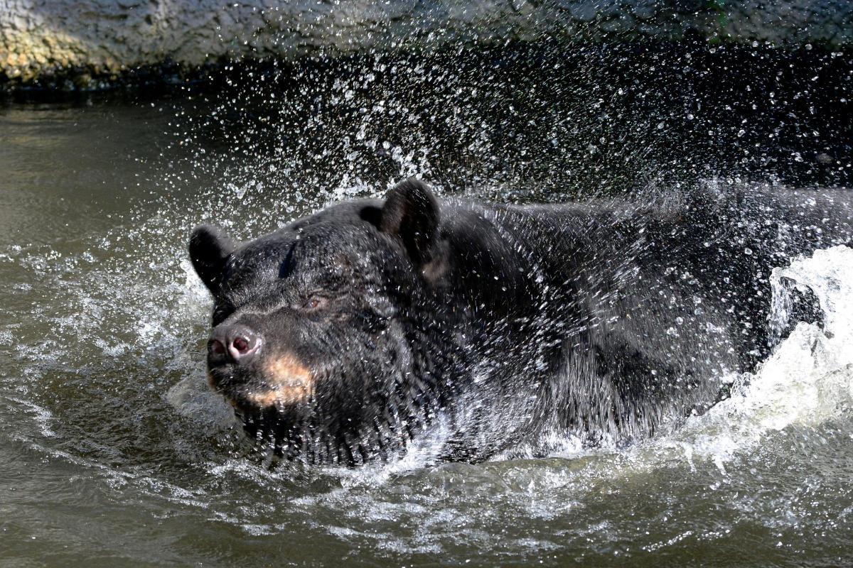 um grande urso preto nadando na água