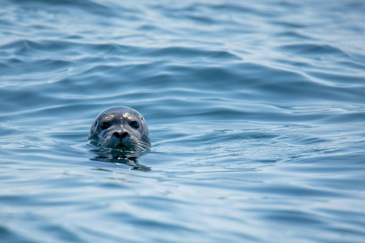 a seal swimming in a body of water