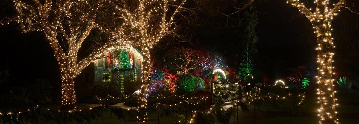 un gruppo di luci di Natale sugli alberi di notte