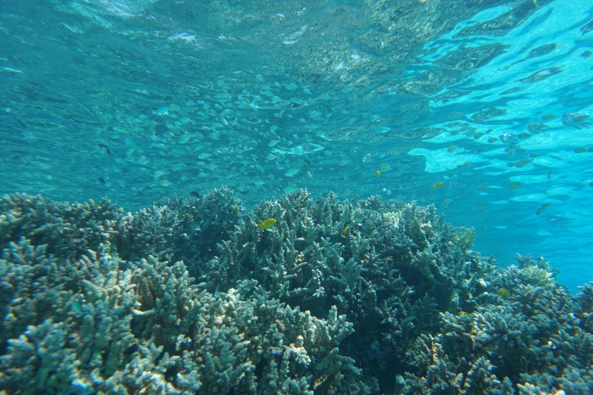 un groupe de poissons nageant au-dessus d'un récif corallien