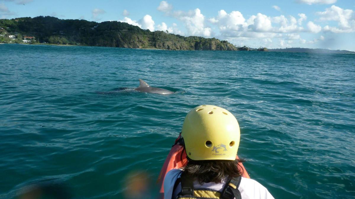 una persona en un bote mirando un delfín en el agua