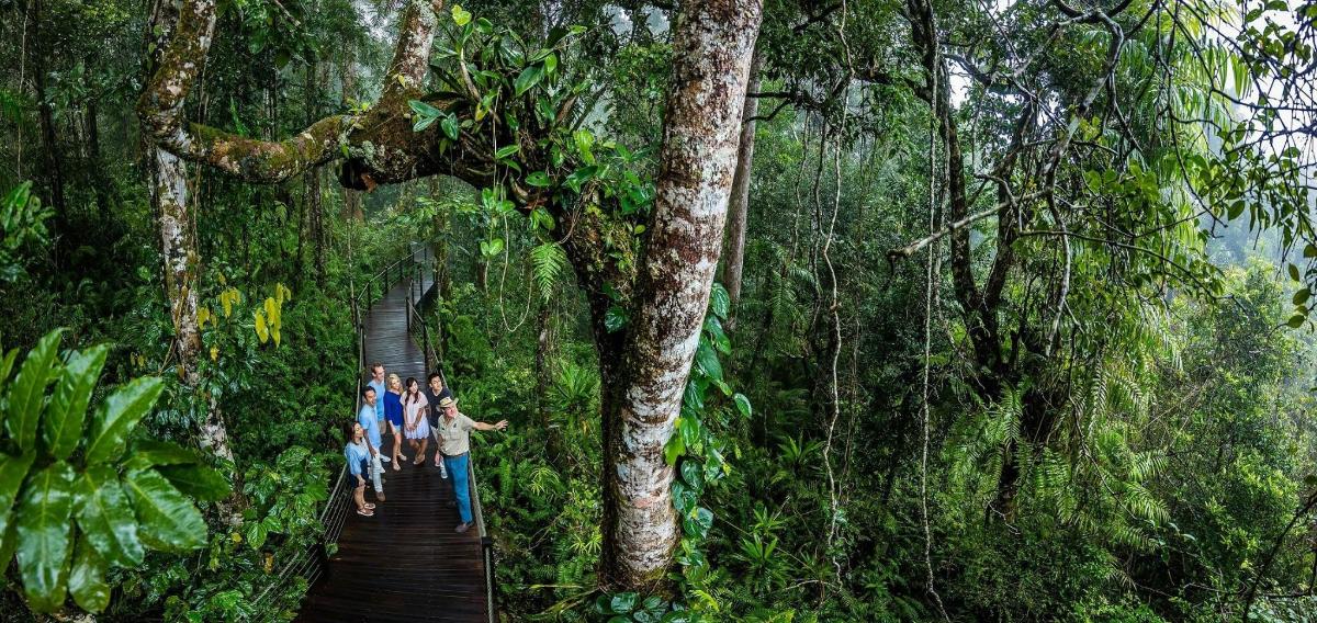 un gruppo di persone che camminano su un sentiero di legno nella foresta