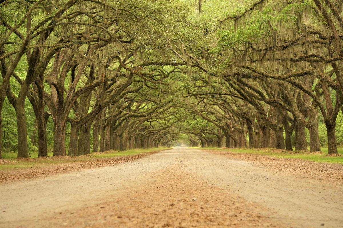 a dirt road through a row of trees