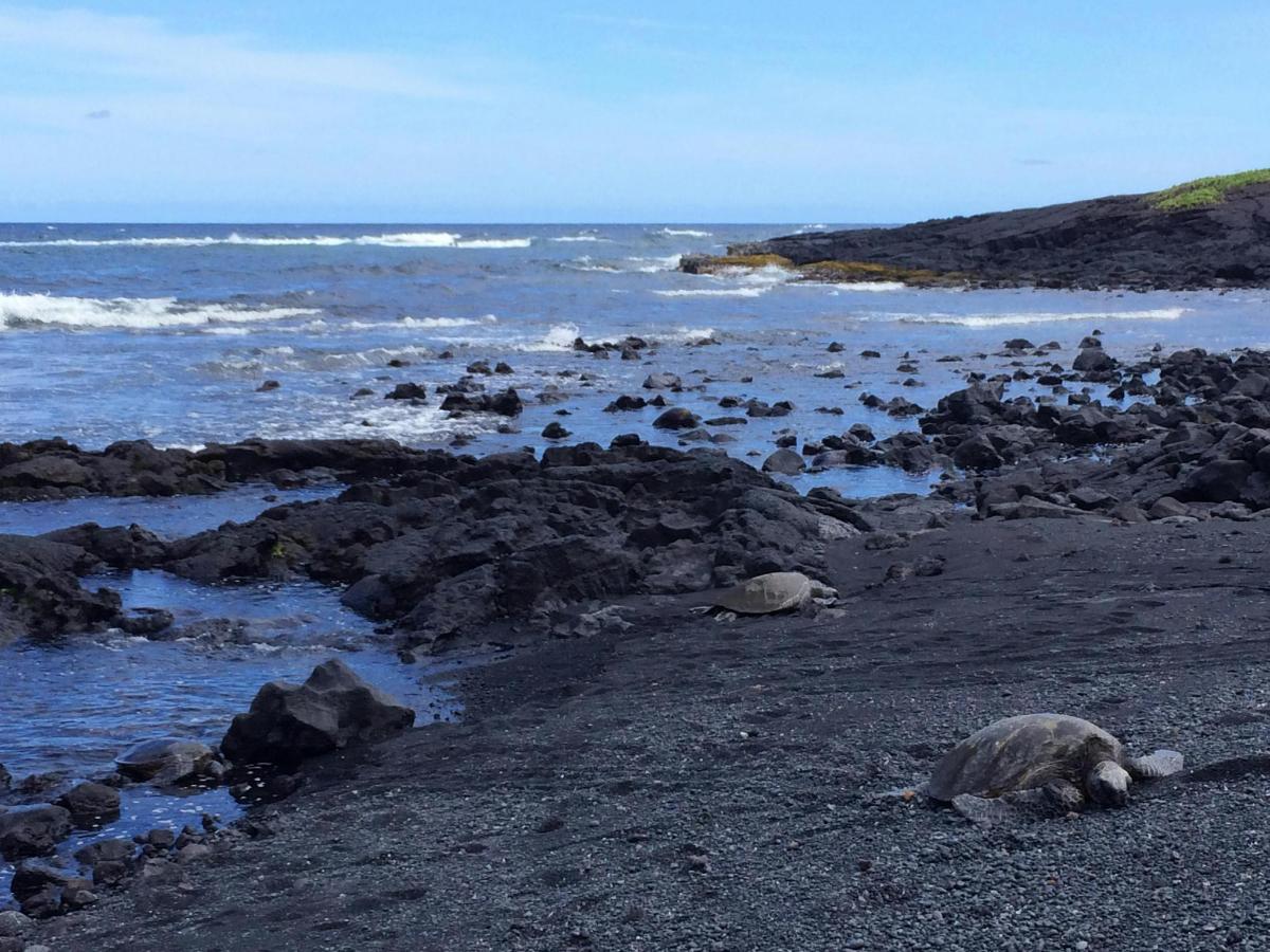 a group of seals laying on the rocks on the beach