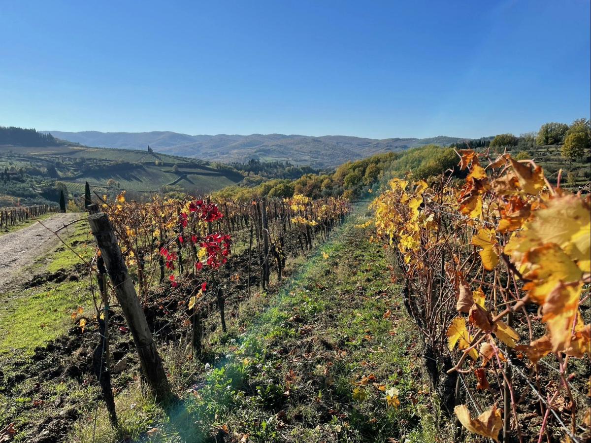 un vignoble avec des raisins rouges sur une colline
