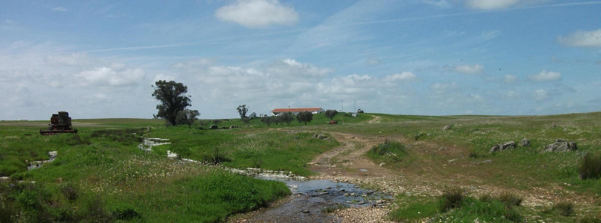 un campo erboso con una strada sterrata e un fiume