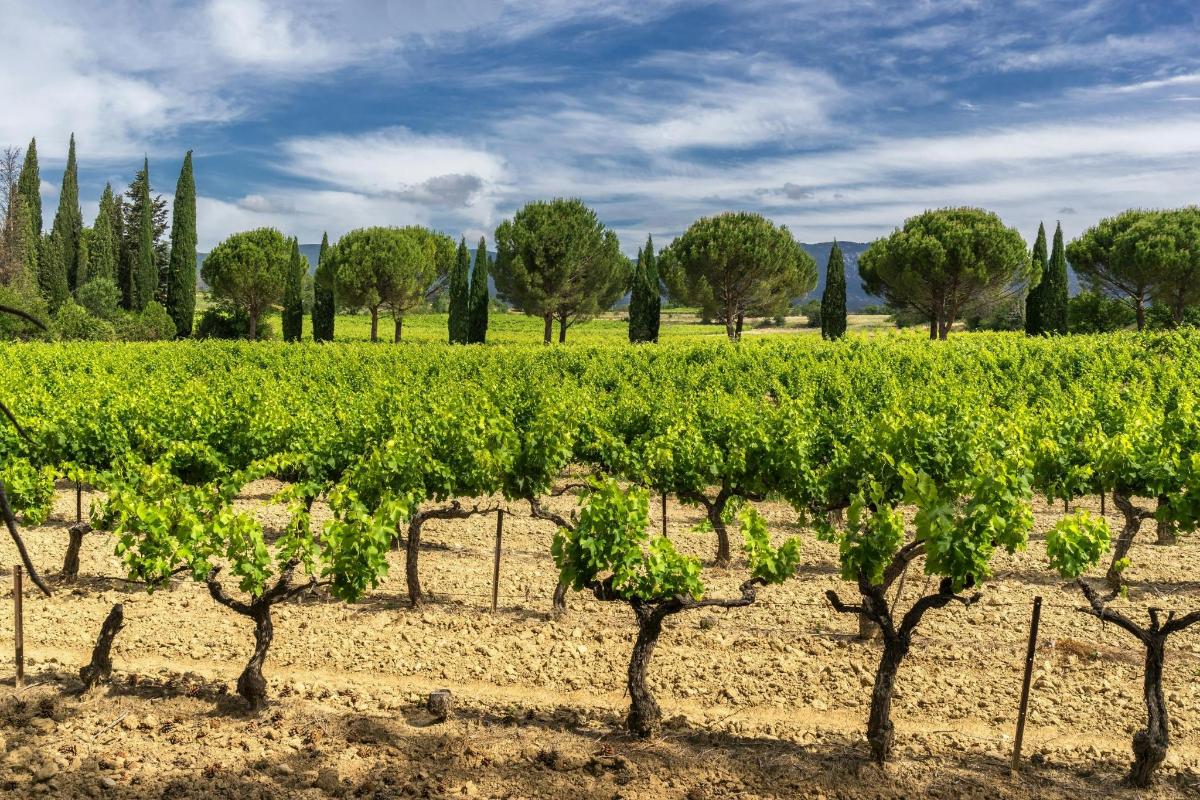 vinograd z vrstami zelenega grozdja na polju