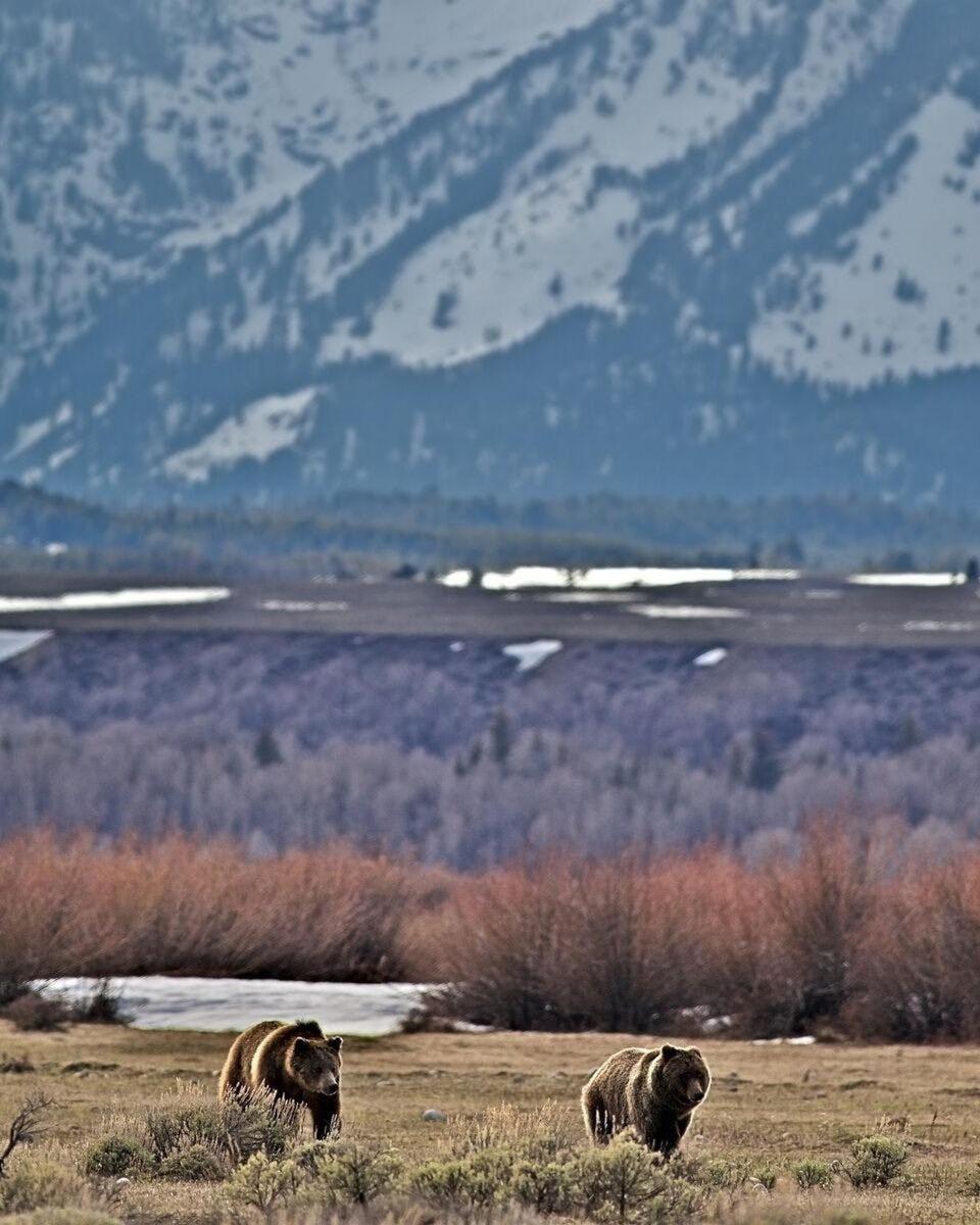 due animali al pascolo in un campo con le montagne sullo sfondo