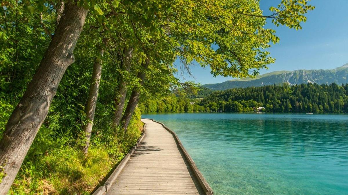 un camí de fusta al costat d'un llac amb arbres