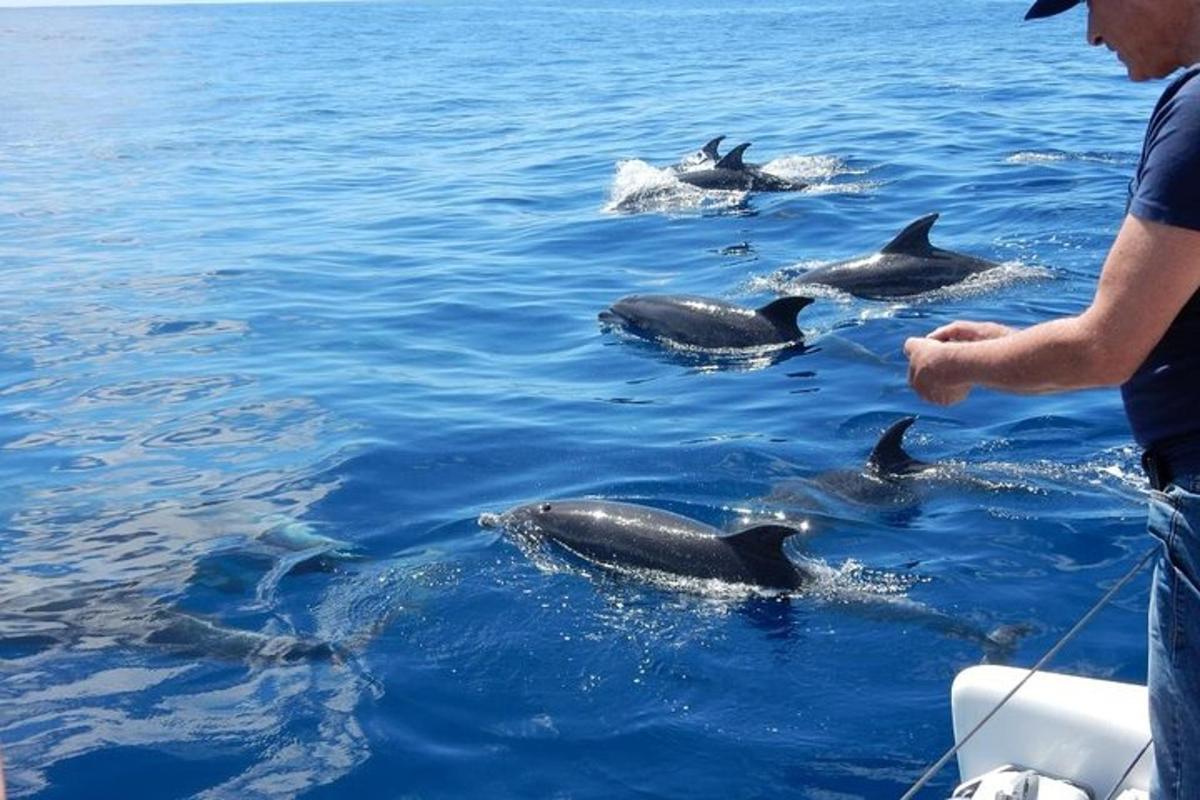 a man feeding a group of dolphins in the water