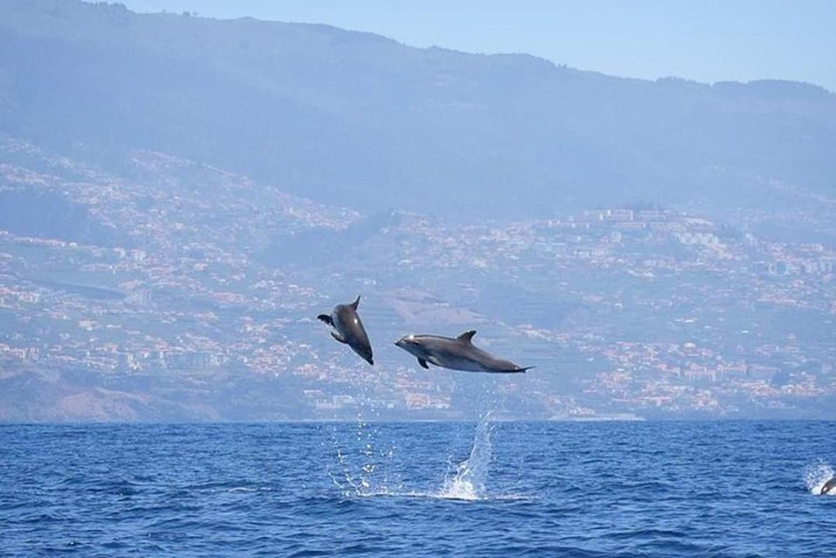 two dolphins flying over the water in the ocean