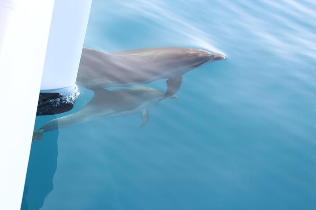 a dolphin in the water next to a boat