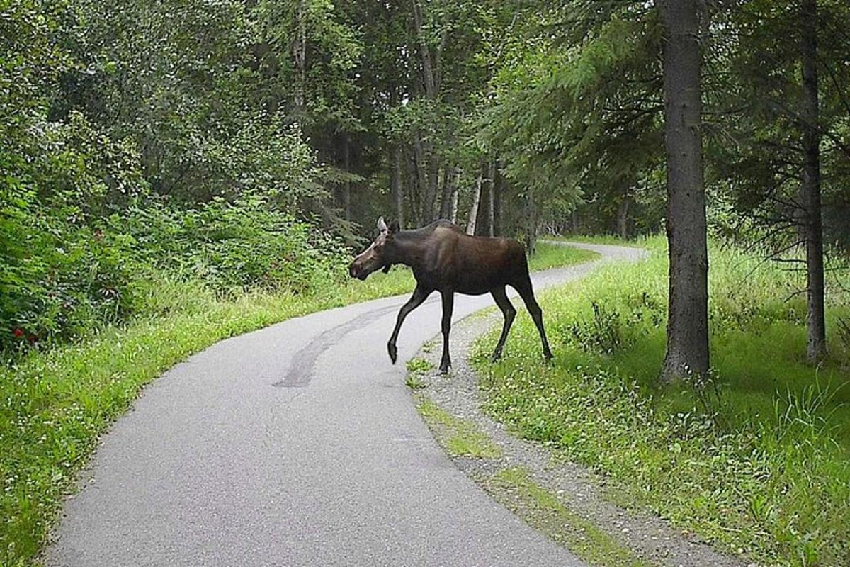 een paard dat een weg oversteekt midden in een bos