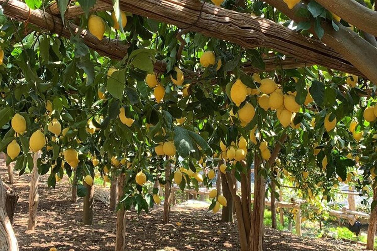 ένα μάτσο πορτοκάλια κρέμονται από δέντρα σε έναν οπωρώνα