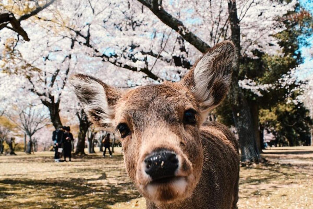 um close de um cervo em um parque com árvores