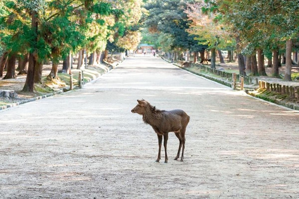 um pequeno animal parado no meio de uma estrada
