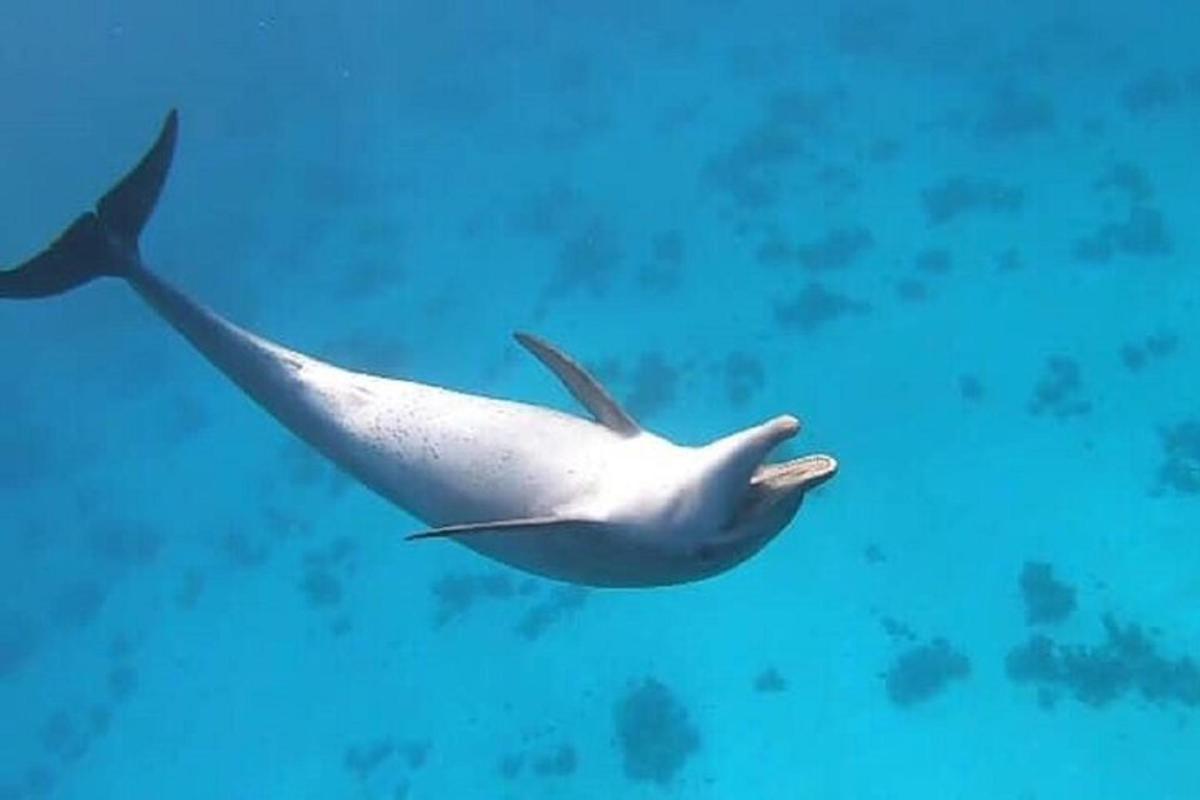 un tiburón blanco nadando en el agua