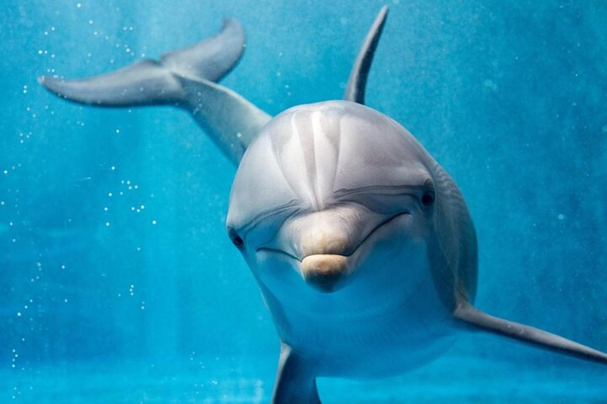 delfin, ki plava v vodi z očmi