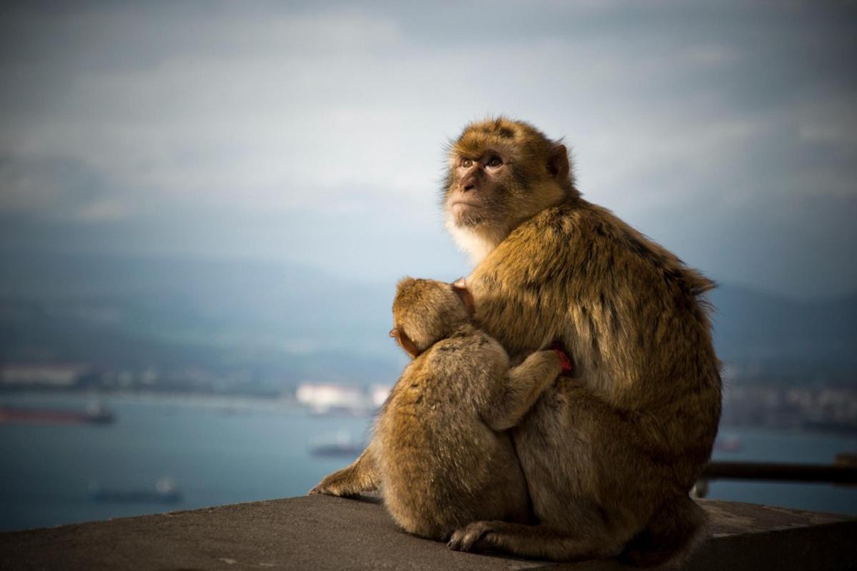 a monkey and a baby monkey sitting next to each other