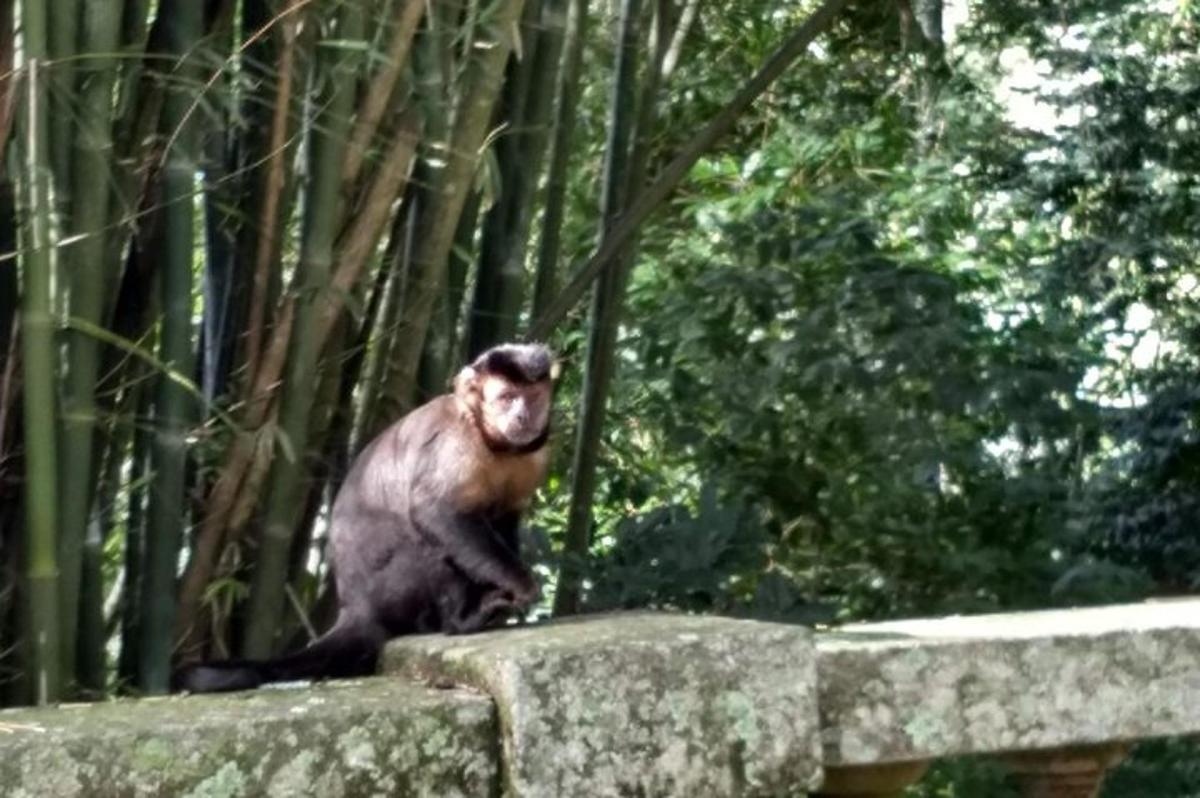 una scimmia seduta in cima a un muro di pietra