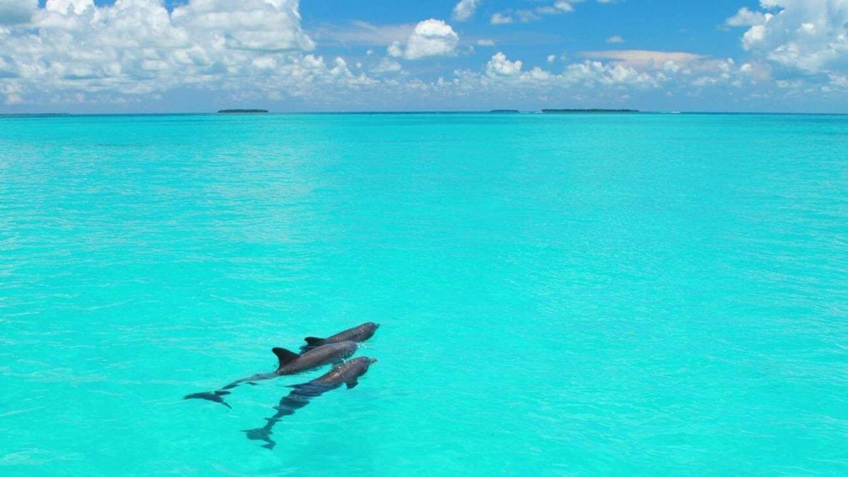 dwa ptaki pływające w wodzie oceanu