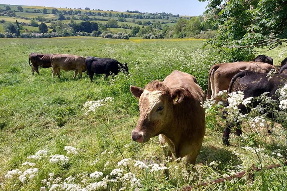 una mandria di mucche in piedi in un campo d'erba
