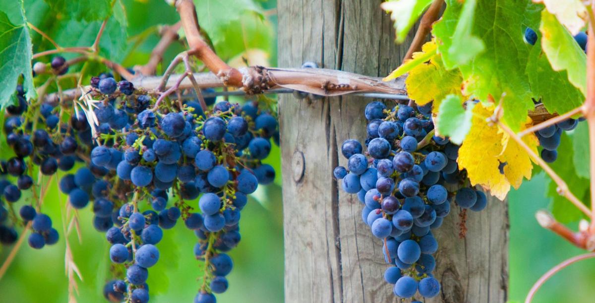 a bunch of grapes hanging from a tree