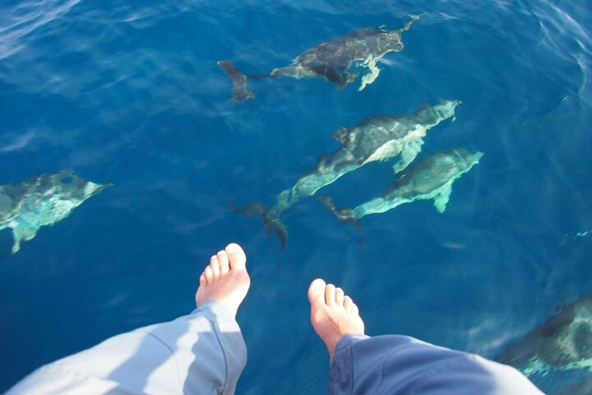 moški, ki stoji pred skupino delfinov v vodi