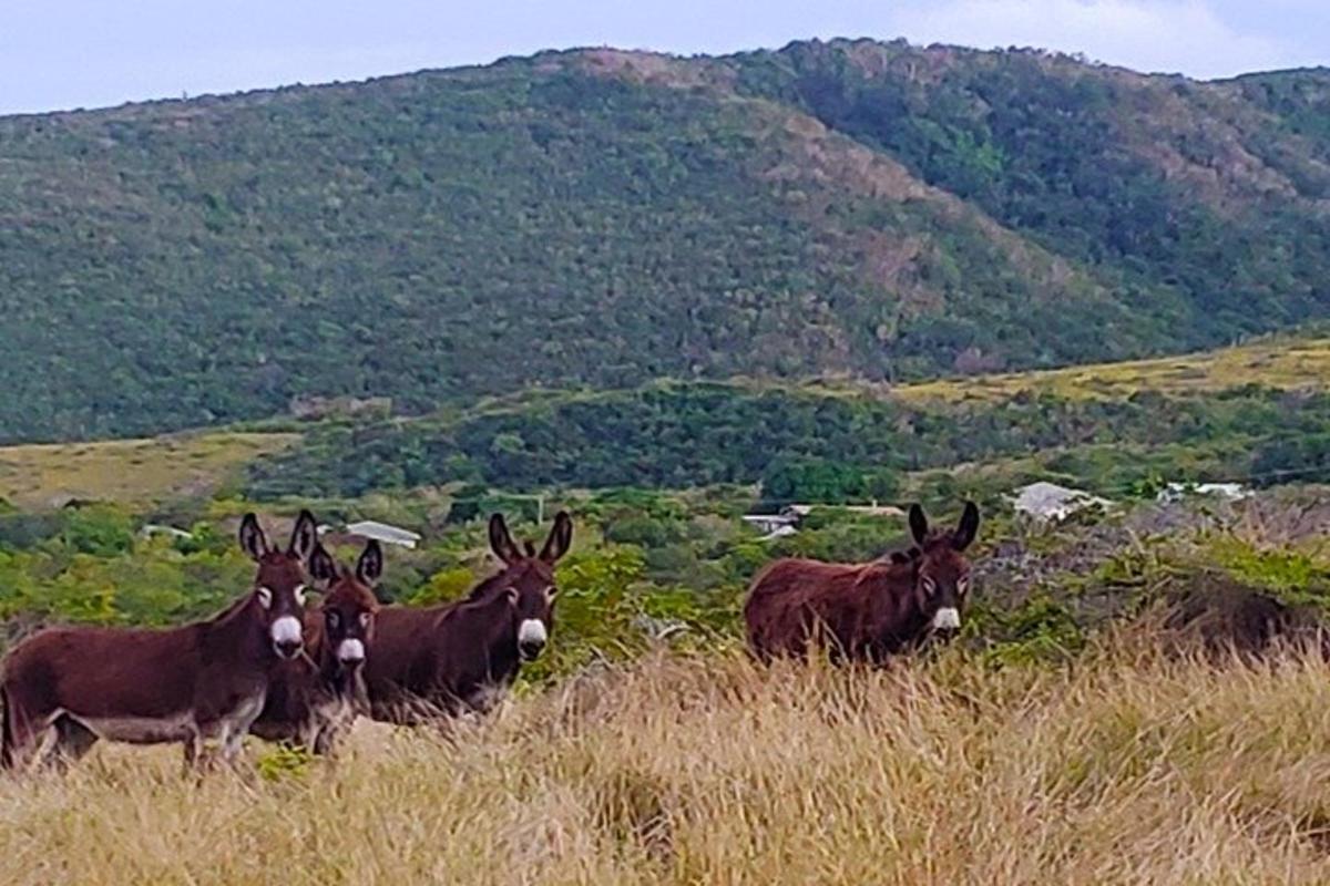 a group of horses standing in a field of grass