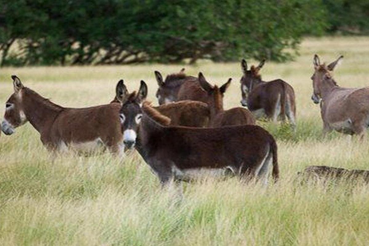 a group of horses standing in a field