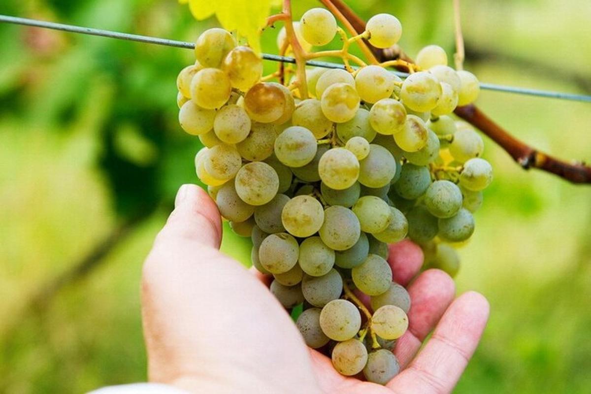 uma pessoa segurando um cacho de uvas verdes