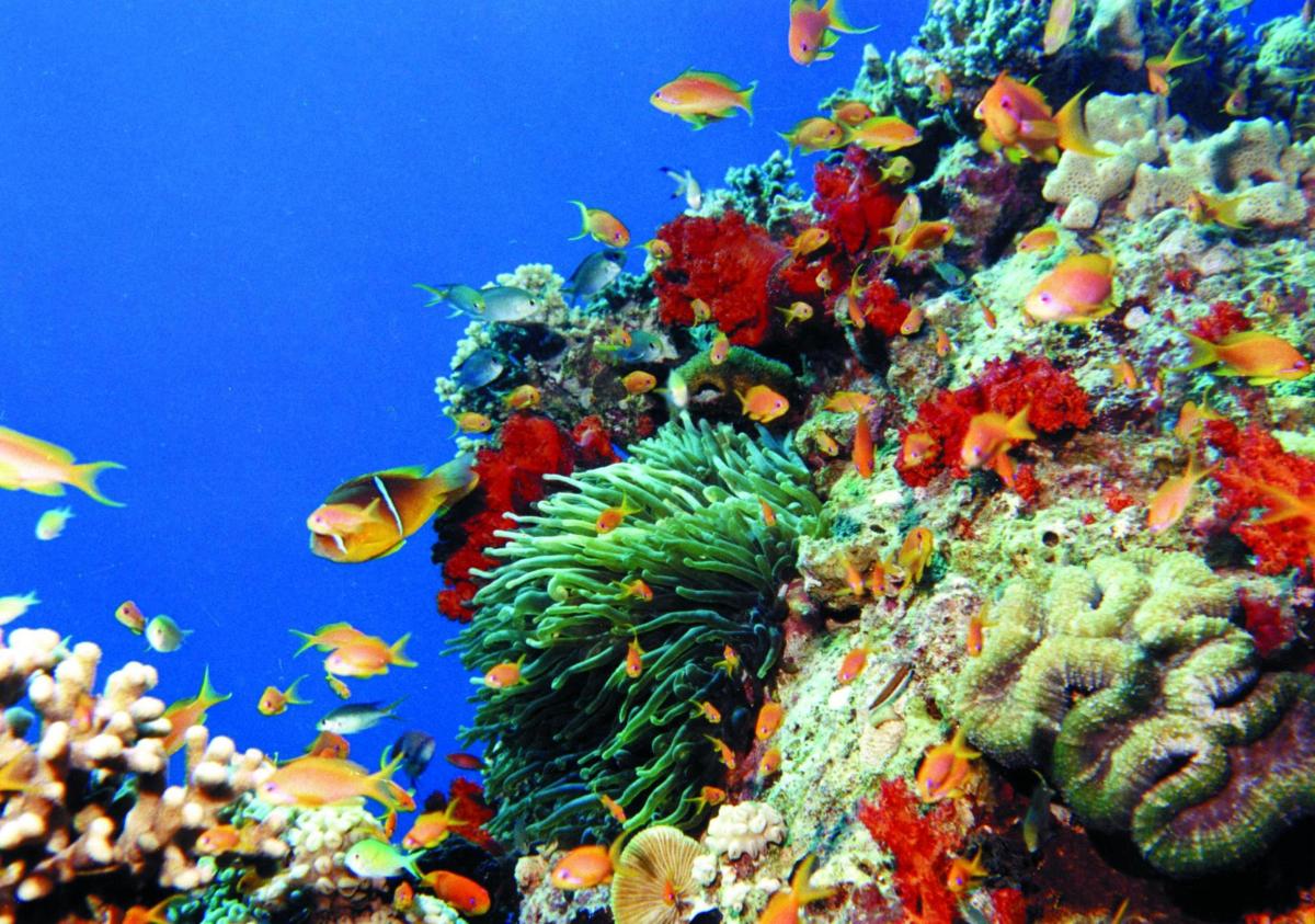 a colorful coral reef with fish on it