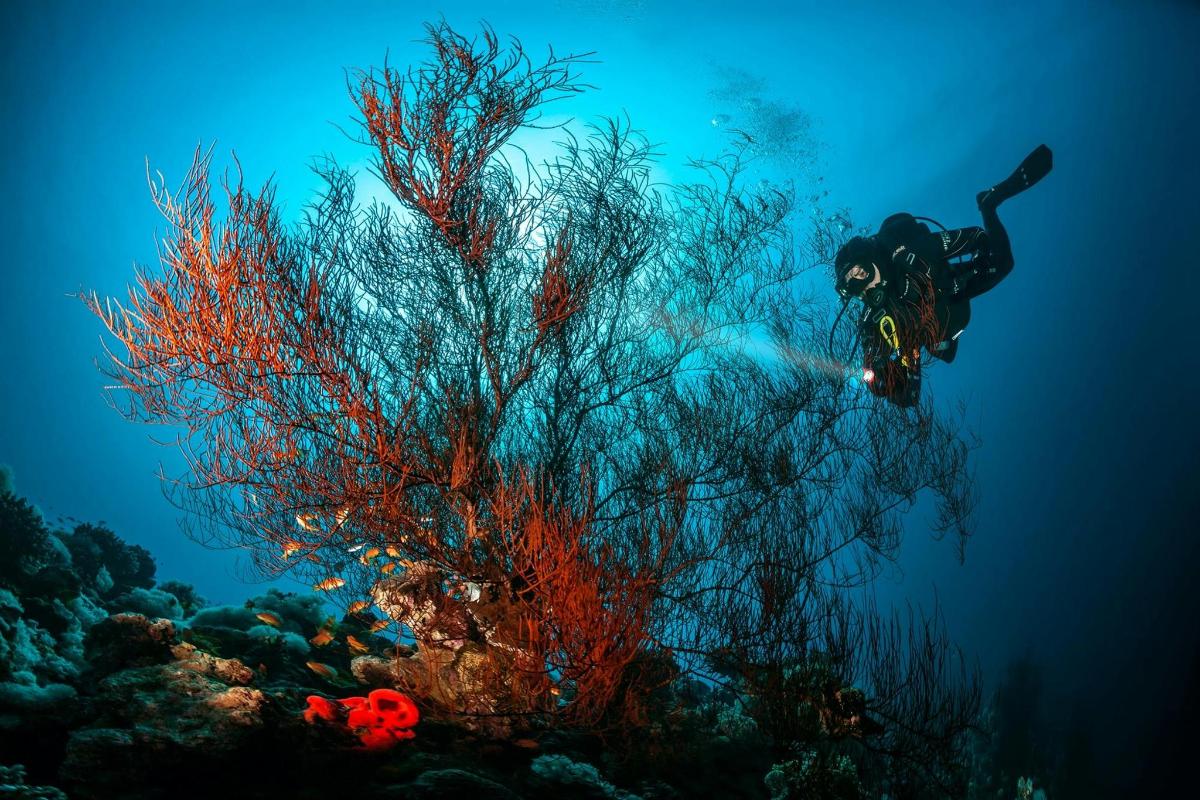 a person in the water next to a tree