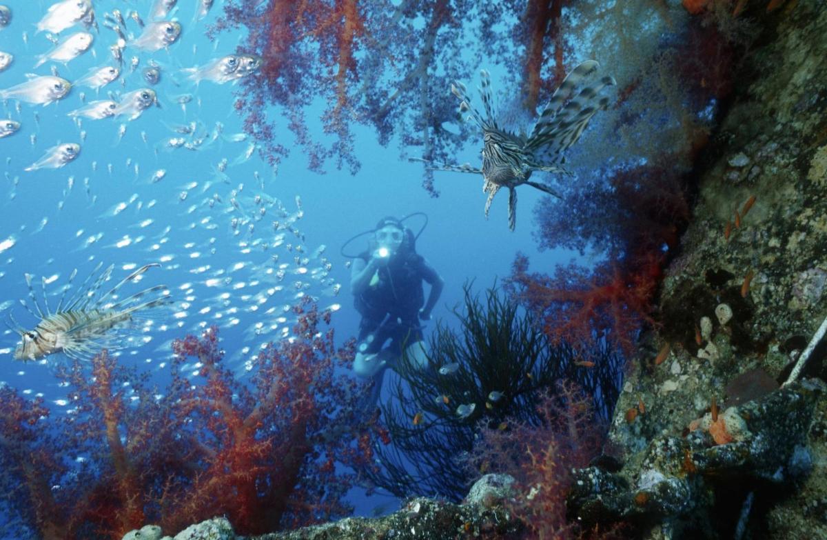a diver in the ocean with a school of fish