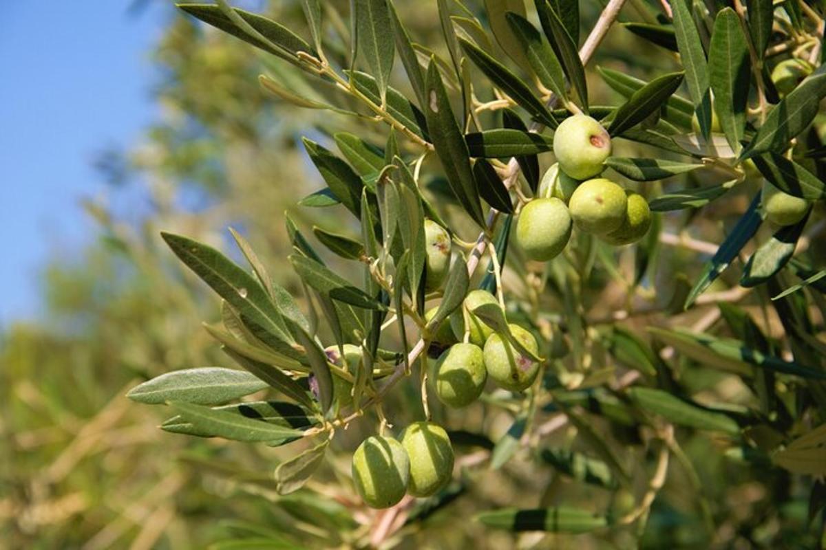 a bunch of green olives growing on a tree