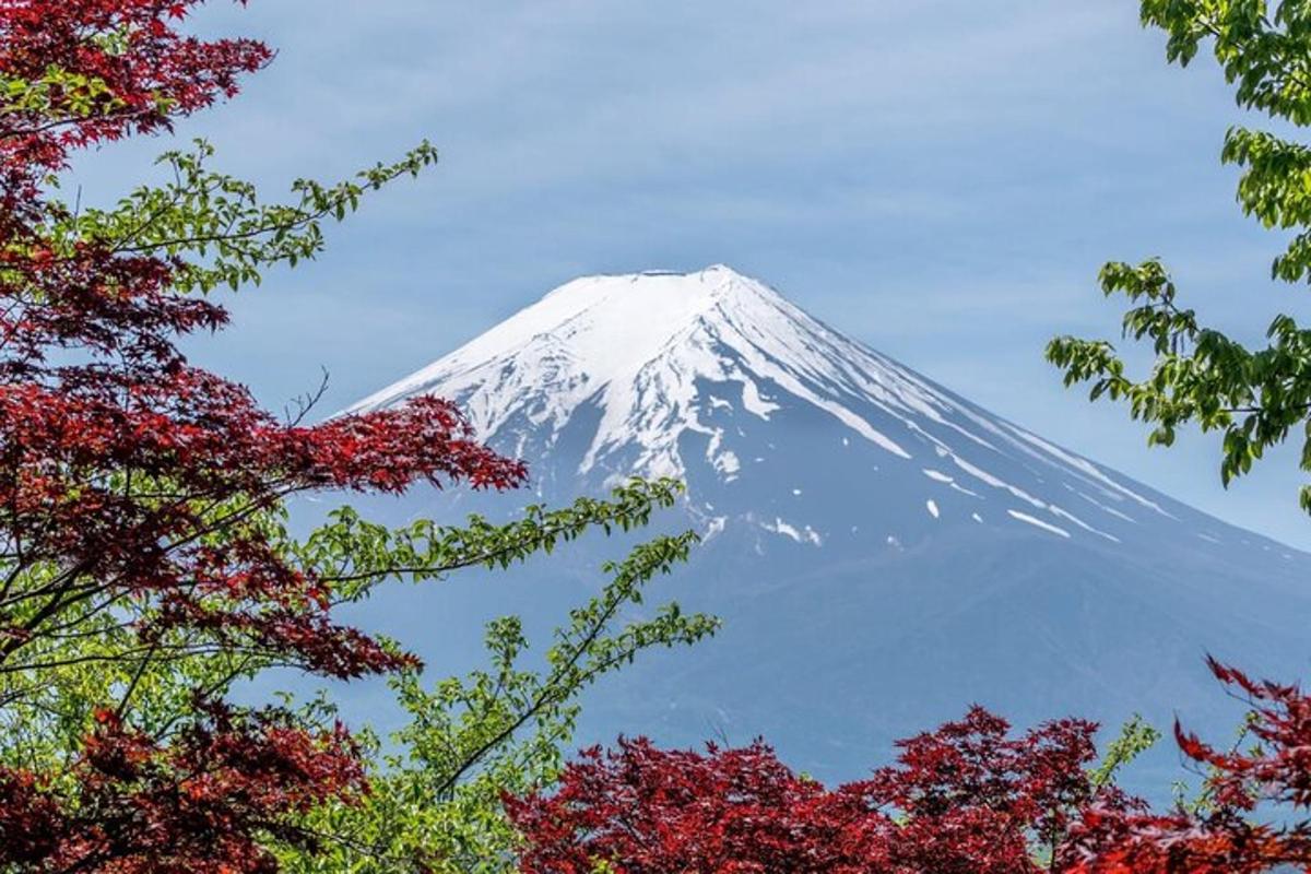 uma montanha coberta de neve com árvores em primeiro plano