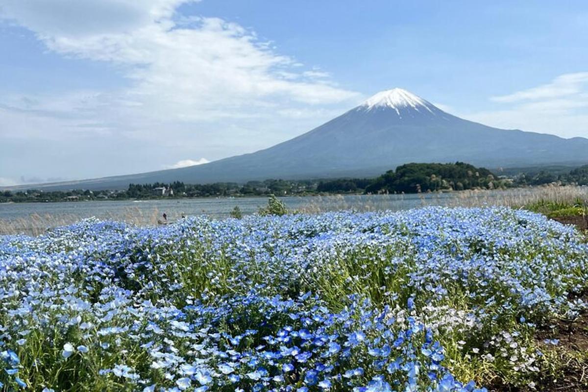 ladang bunga biru dengan latar belakang gunung