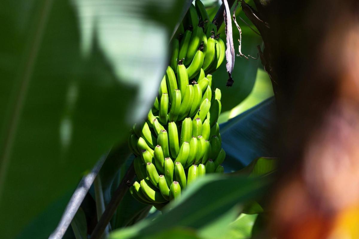 o grămadă de banane verzi atârnate de un copac