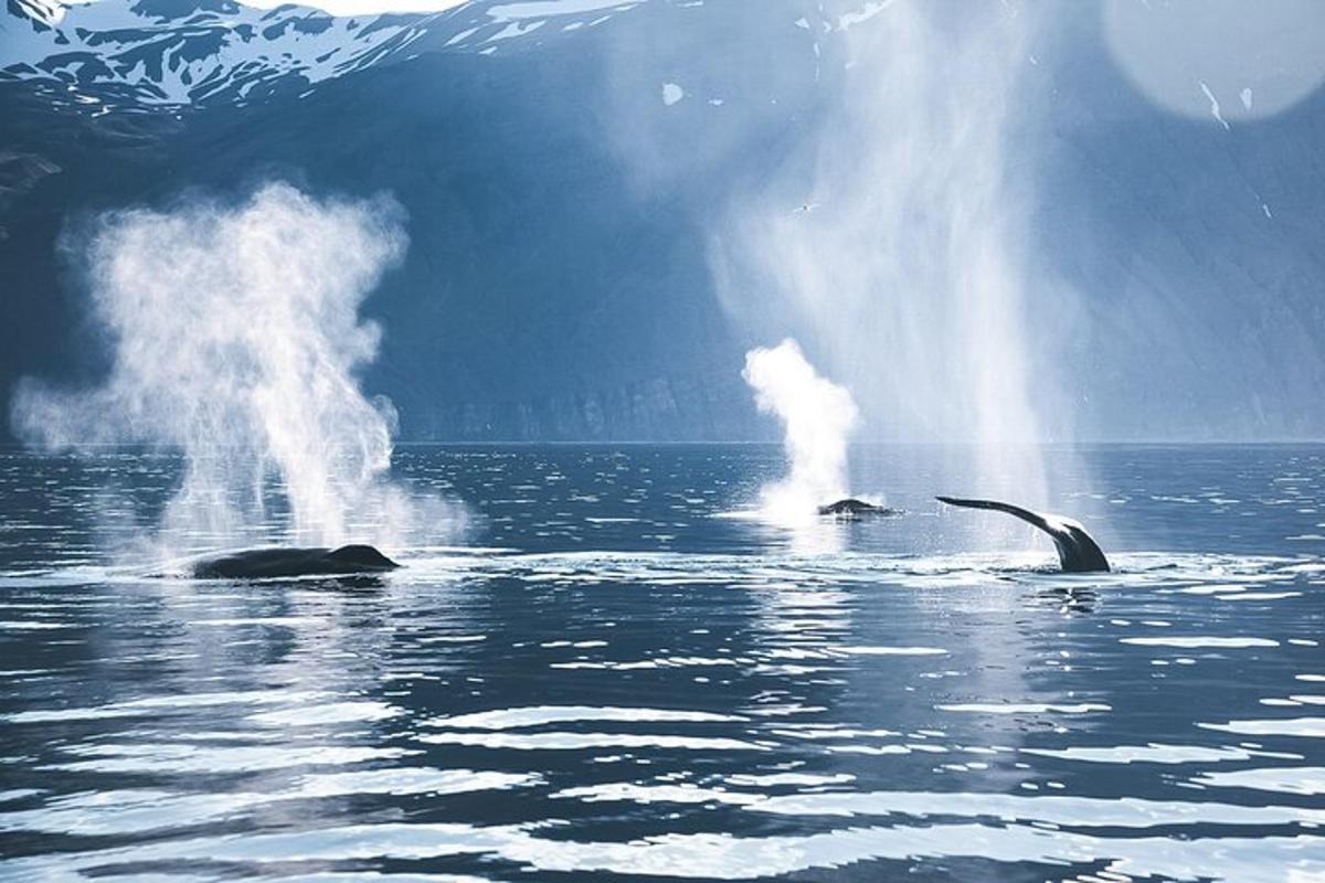 dos dofins nedant a l'aigua de l'oceà