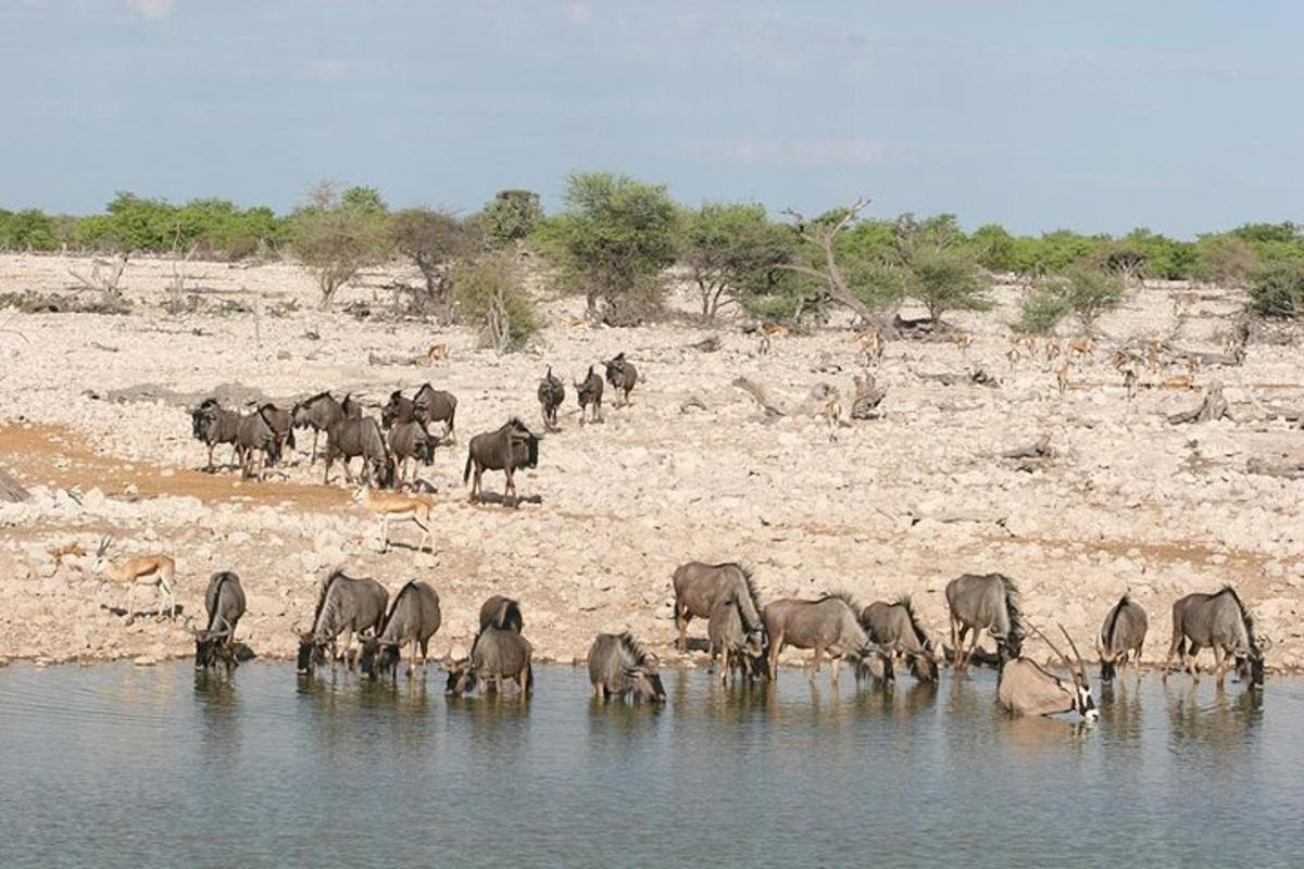 a herd of animals standing in the water