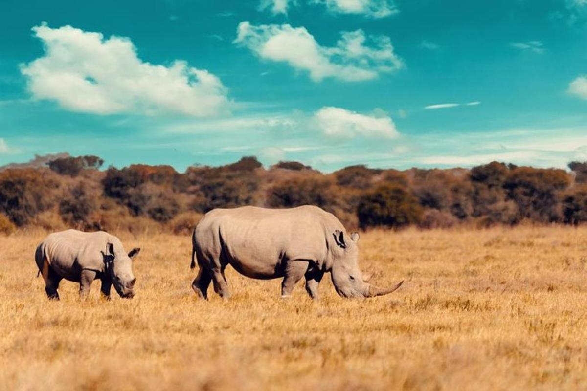 two rhinos grazing in a field of dry grass